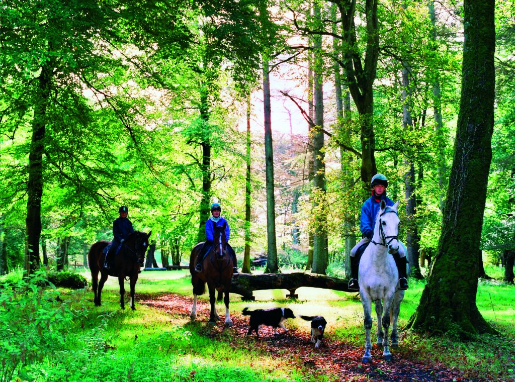 On horseback in woods in Co Tipperary