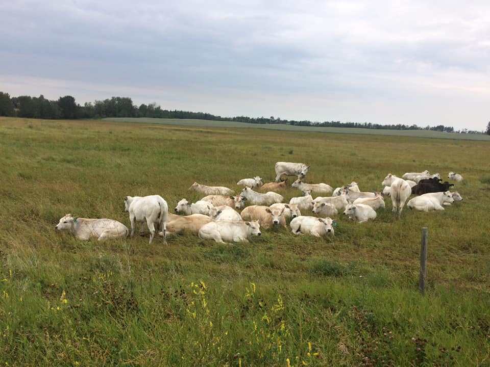 Visit Blackcastle Farm
