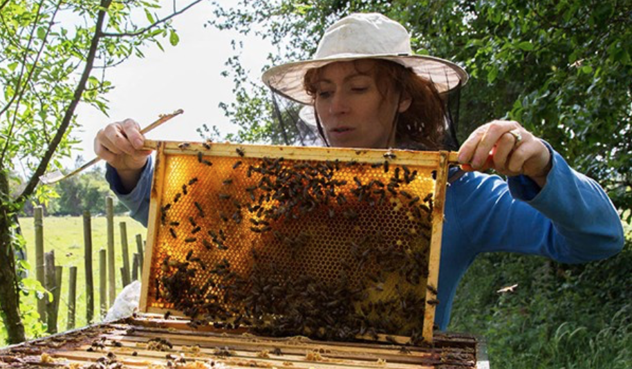 Galtee Honey Farm Beekeeping & Honey Tasting Experience
