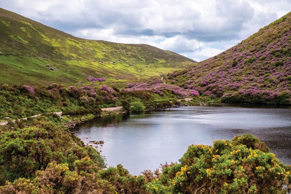 Scenic view of Lake Mursky surrounded by green hills covered with vibrant purple and yellow flowering shrubs under a partly cloudy sky.
