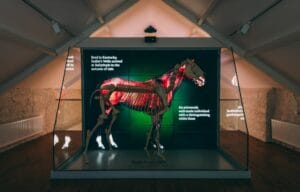 Fethard Horse Country Experience