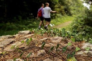 Glen of Aherlow – The Coach Road Walk
